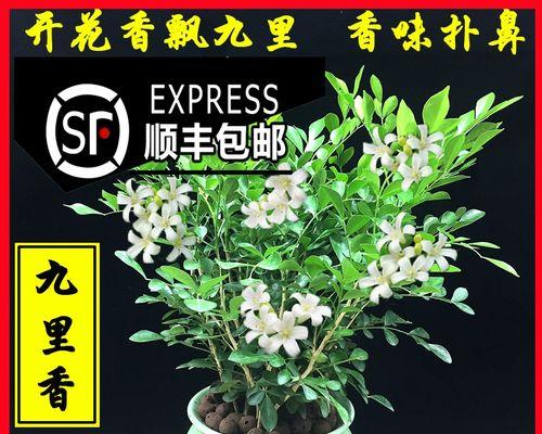 九里香（揭秘九里香的神秘面纱）