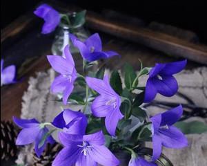 桔梗花的美丽与寓意（桔梗花的象征意义及文化价值）