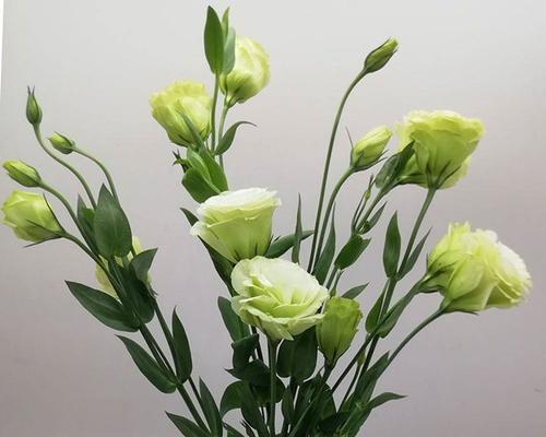 桔梗花的美丽与寓意（桔梗花的象征意义及文化价值）