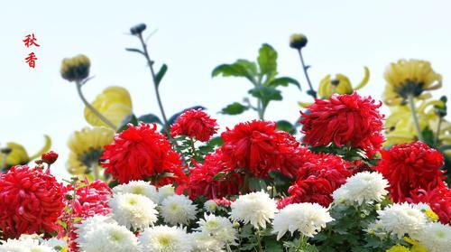 菊花之寓意（探寻菊花所代表的意义与象征）