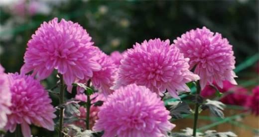 菊花之寓意（探寻菊花所代表的意义与象征）