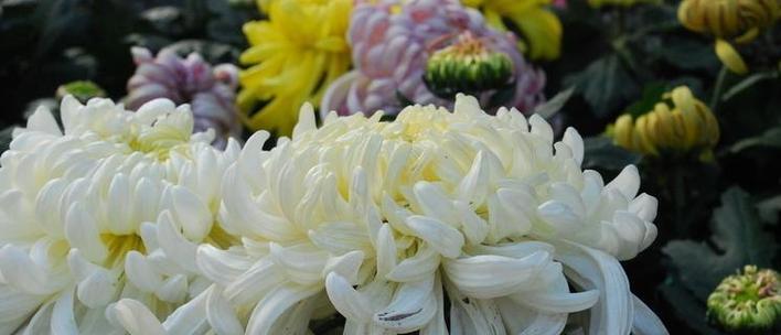 紫色菊花的花语及象征意义（探寻紫色菊花所代表的深邃之美）