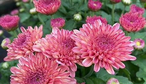紫色菊花的花语及象征意义（探寻紫色菊花所代表的深邃之美）