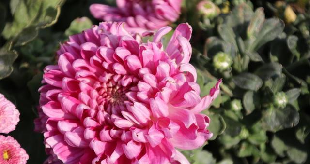绿色菊花的象征意义与代表（探寻绿色菊花背后的隐含寓意）
