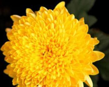 绿色菊花的象征意义与代表（探寻绿色菊花背后的隐含寓意）