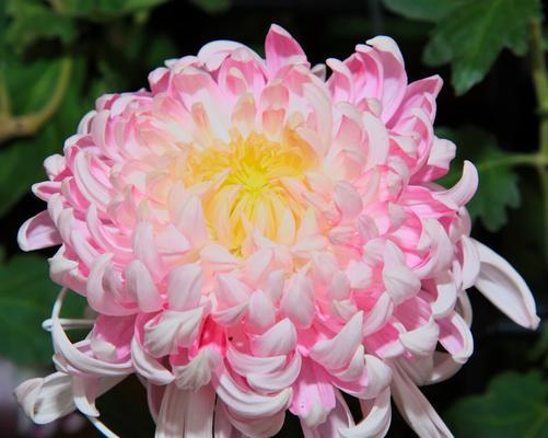 菊花的象征意义和花语大揭秘（菊花所代表的意义与传达的信息）