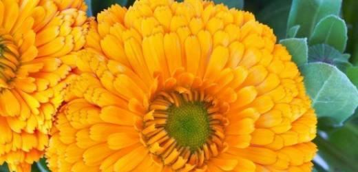 菊花的象征意义和花语大揭秘（菊花所代表的意义与传达的信息）