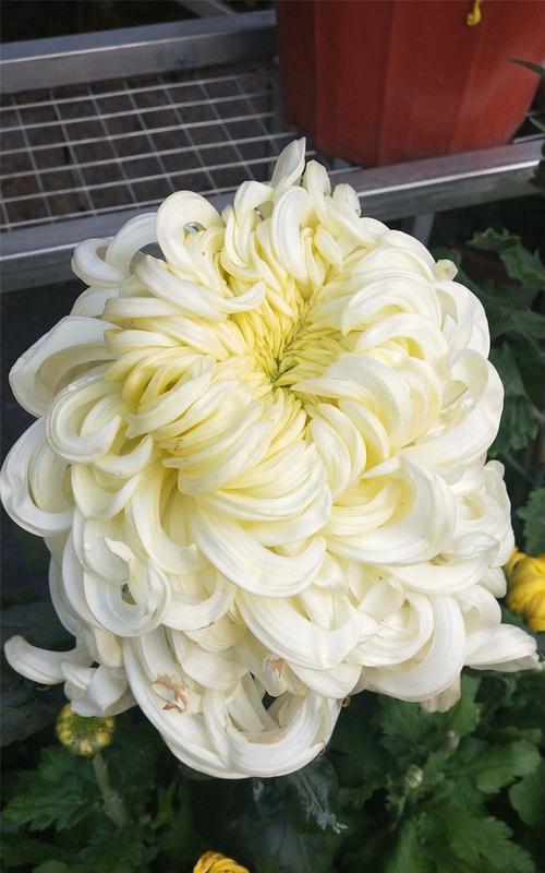 菊花花语之寓意与传承（菊花的美丽与文化遗产）