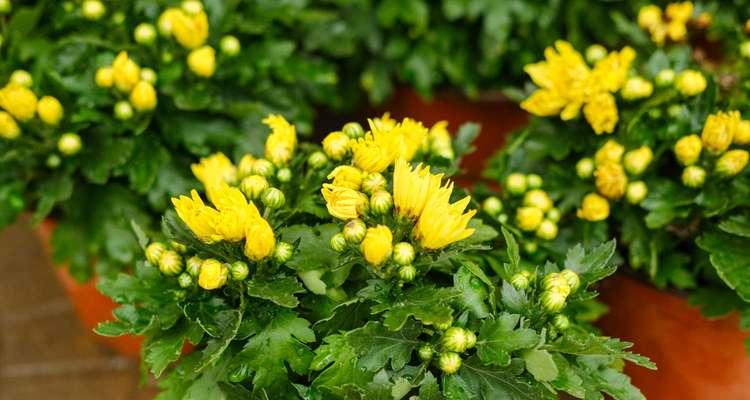 菊花花语之寓意与传承（菊花的美丽与文化遗产）