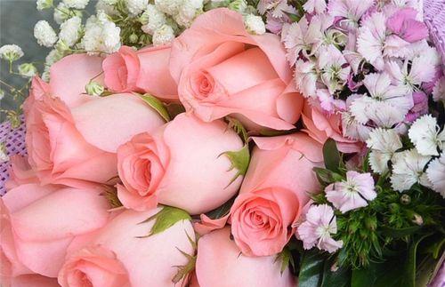 菊花花语（以菊花为载体）