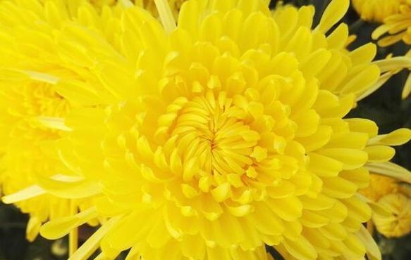 月季与菊花的花语（揭示花朵背后的情感密码）