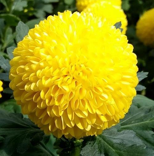 菊花的品质与象征（揭示菊花的美丽内涵）