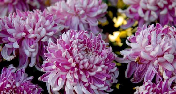 菊花的品质与象征（揭示菊花的美丽内涵）