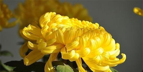 菊花的特点和象征意义（一朵菊花）