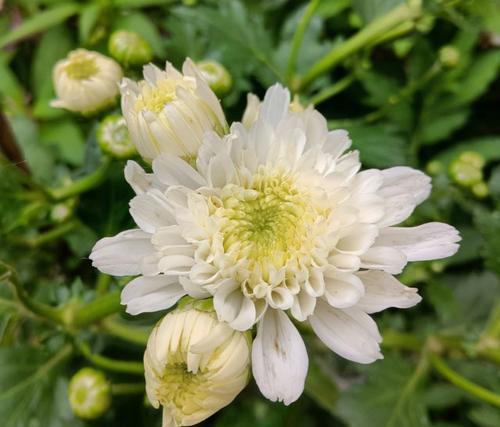 菊花的特点和象征意义（一朵菊花）