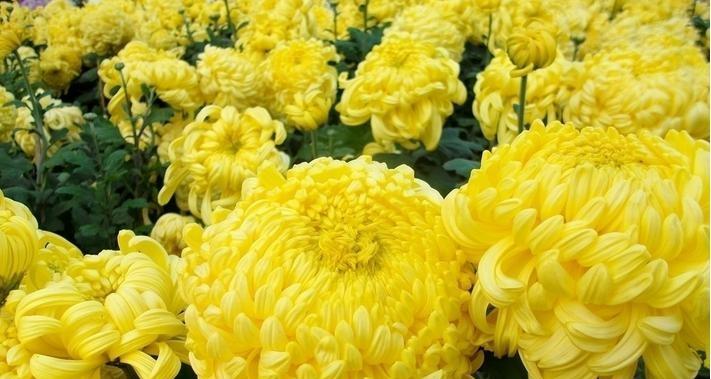 菊花的寓意和花语（花开菊花香）