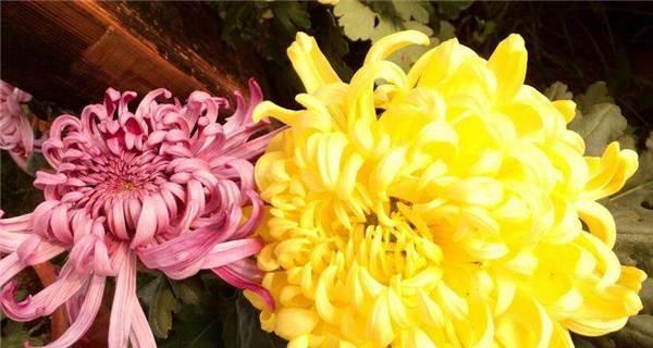 菊花的寓意与含义（探索菊花的象征意义与文化传承）