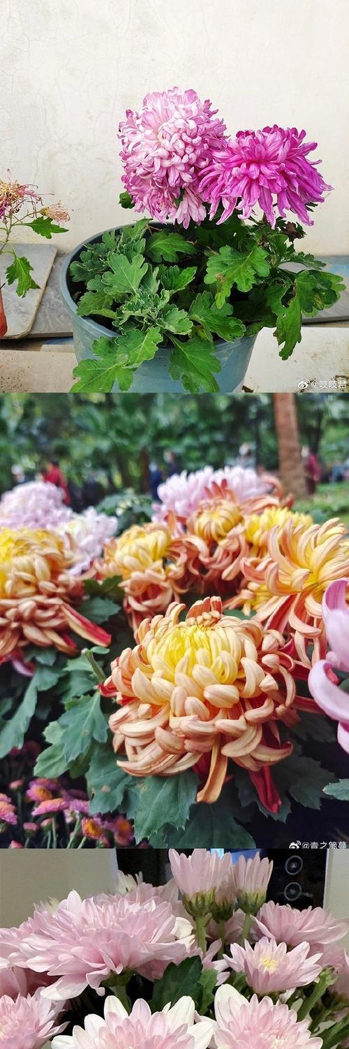 菊花的寓意与含义（探索菊花的象征意义与文化传承）