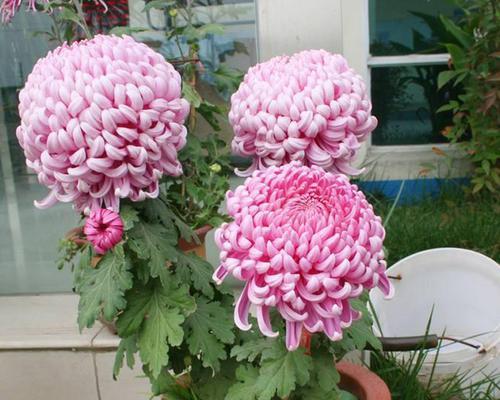 菊花的寓意及象征意义（探索菊花的文化价值和象征意义）
