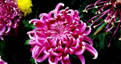 菊花的寓意及象征意义（探索菊花的文化价值和象征意义）