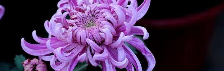探寻菊花的花语之美（解读不同菊花的花语及象征含义）