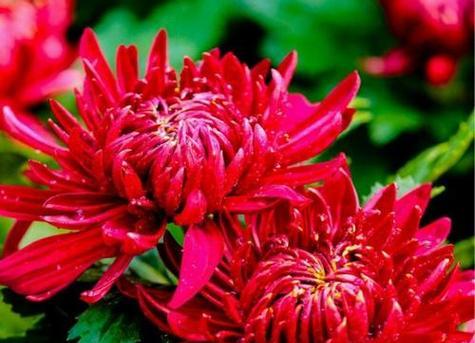 菊花的花语解读（探秘菊花的美丽寓意与情感象征）