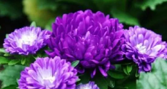 菊花的花语解读（探秘菊花的美丽寓意与情感象征）