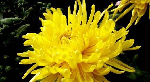 菊花的花语与寓意（菊花）