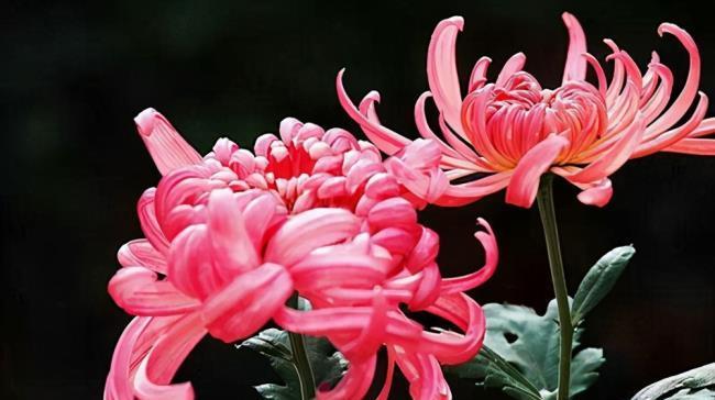 菊花的花语与寓意（菊花）