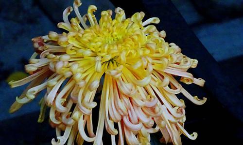 菊花的象征意义及文化传承（探索菊花的寓意与历史背景）