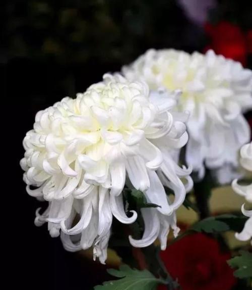 菊花的象征意义及文化传承（探索菊花的寓意与历史背景）