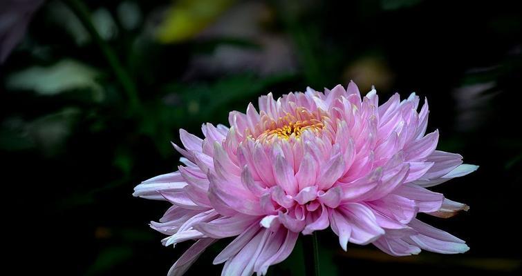 菊花的象征意义及文化传承（探索菊花的寓意与历史背景）