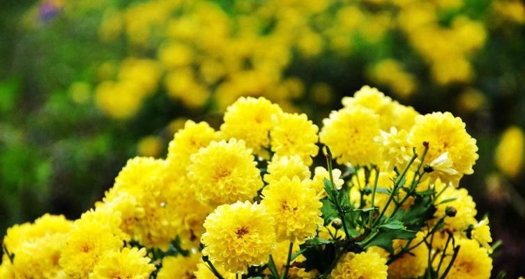 菊花的象征意义与文化传承（揭开菊花的内涵）