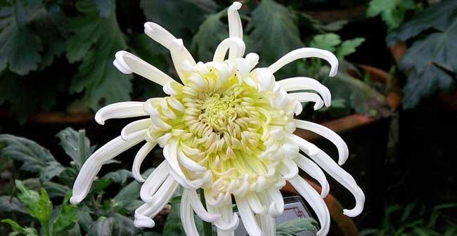 菊花的象征意义与文化传承（揭开菊花的内涵）