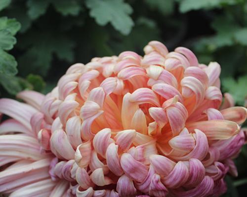 菊花（探索菊花象征的深层意义与传承）