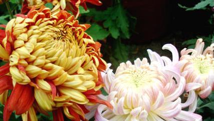 菊花（探索菊花象征的深层意义与传承）