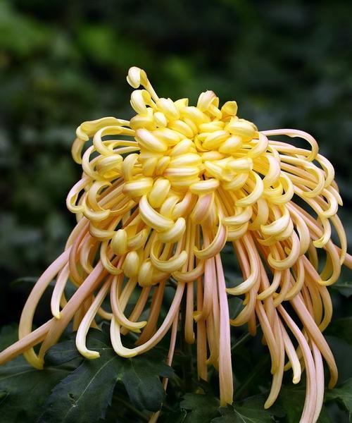 菊花（探索菊花象征的深层意义与传承）