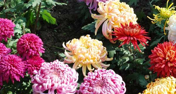 菊花在中国文化中的寓意与象征意义（深入了解中国菊花文化）