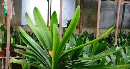 君子兰开花的寓意与象征（探寻君子兰开花的意义及文化内涵）