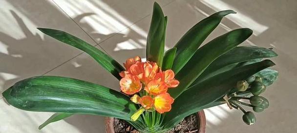 君子兰开花的寓意与象征（探寻君子兰开花的意义及文化内涵）