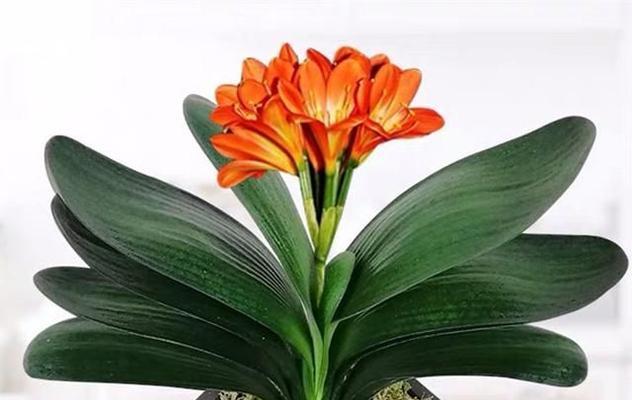 君子兰突然开花了的寓意是什么（探寻君子兰突然开花的深层意义）