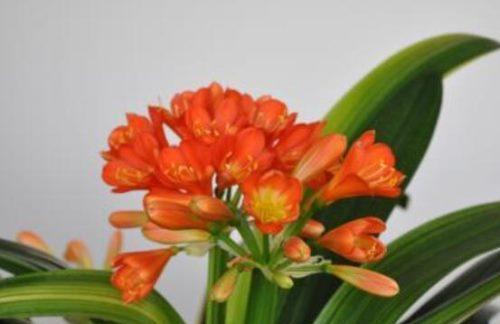 君子兰突然开花（以君子兰突然开花象征着什么）