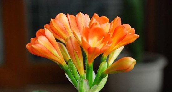 君子兰突然开花（以君子兰突然开花象征着什么）
