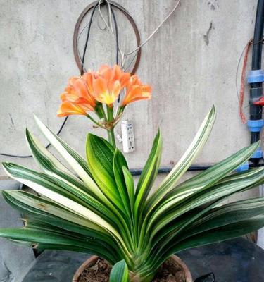 君子兰突然开花（以君子兰突然开花象征着什么）
