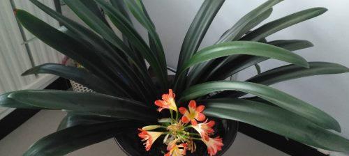 君子兰（花开禅意）