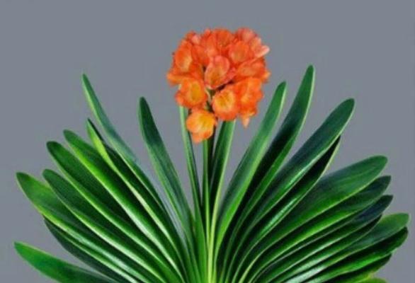 君子兰（花开禅意）