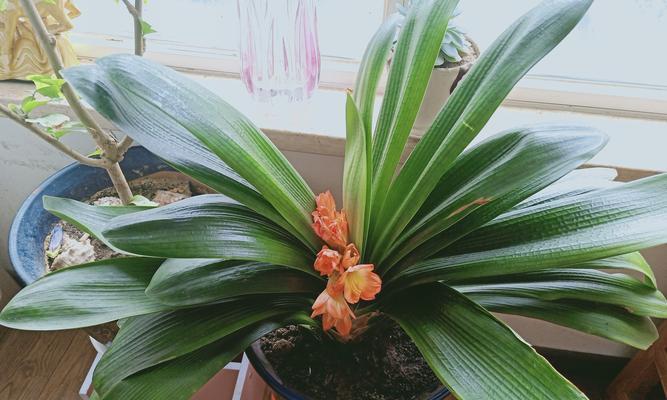 君子兰（花开禅意）
