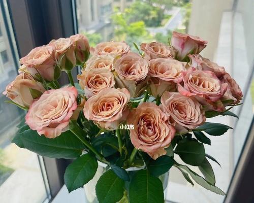 卡布奇诺玫瑰花语（探寻卡布奇诺玫瑰花语的意义与魅力）