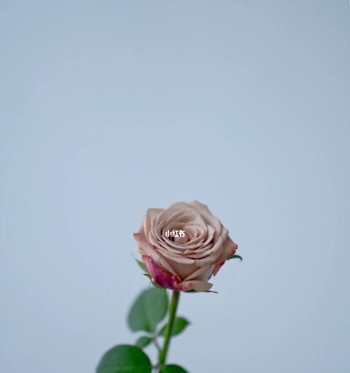 卡布奇诺玫瑰花语（品味浓醇的咖啡与深情告白）