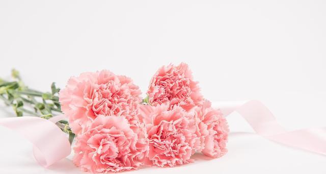 以康乃馨白色花语的美丽意义（探索康乃馨白色花语的深层内涵）